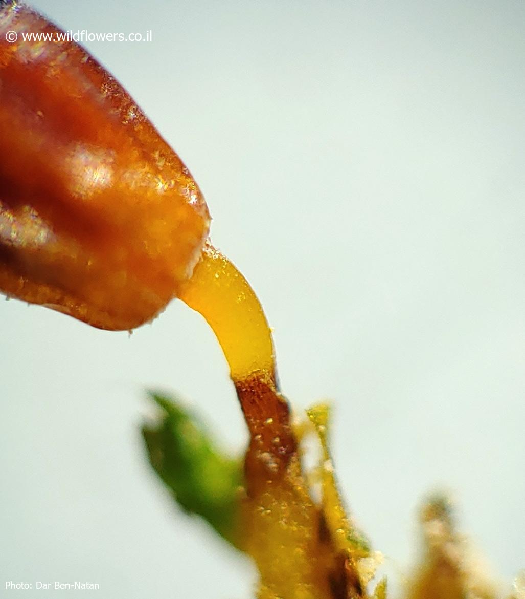 Grimmia  mesopotamica